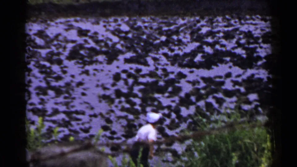 In Japan, 1953, a child or young person in a white cap moves near a purple-toned flooded rice paddy.