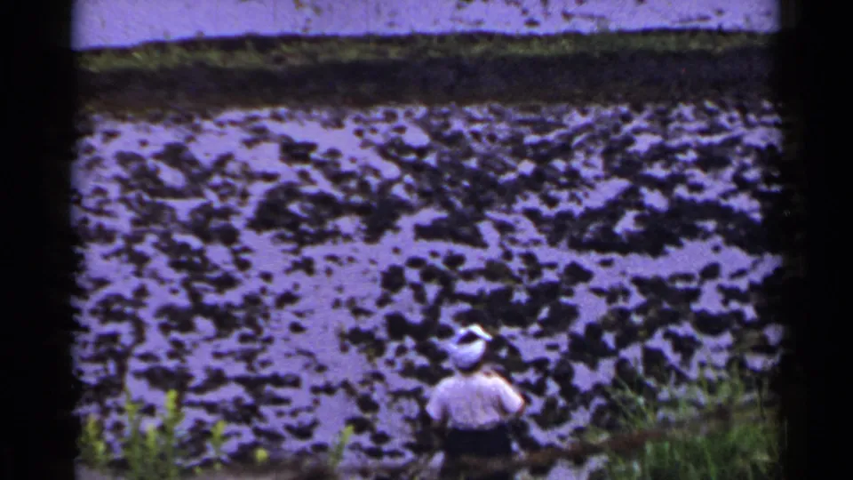 The home-movie frame shows a child or young person at the edge of a Japanese paddy, with grain and soft focus.