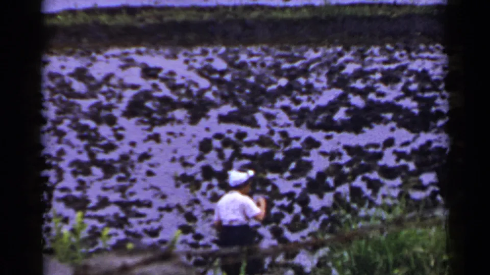 A 1953 Japan home-movie frame shows the figure near reeds and dark clumps across a flooded paddy.