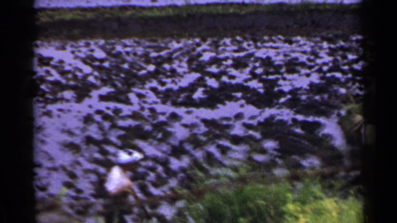 Two workers in hats bend near a flooded rice paddy with green plants in the foreground.