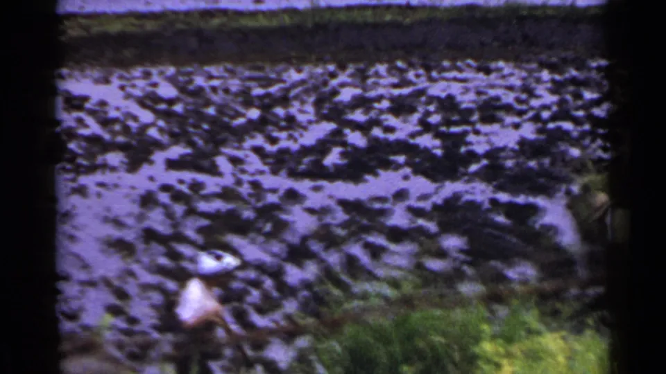 1953 Japan home-movie frame showing two adults in white shirts and hats working beside muddy paddy water and rice plants.
