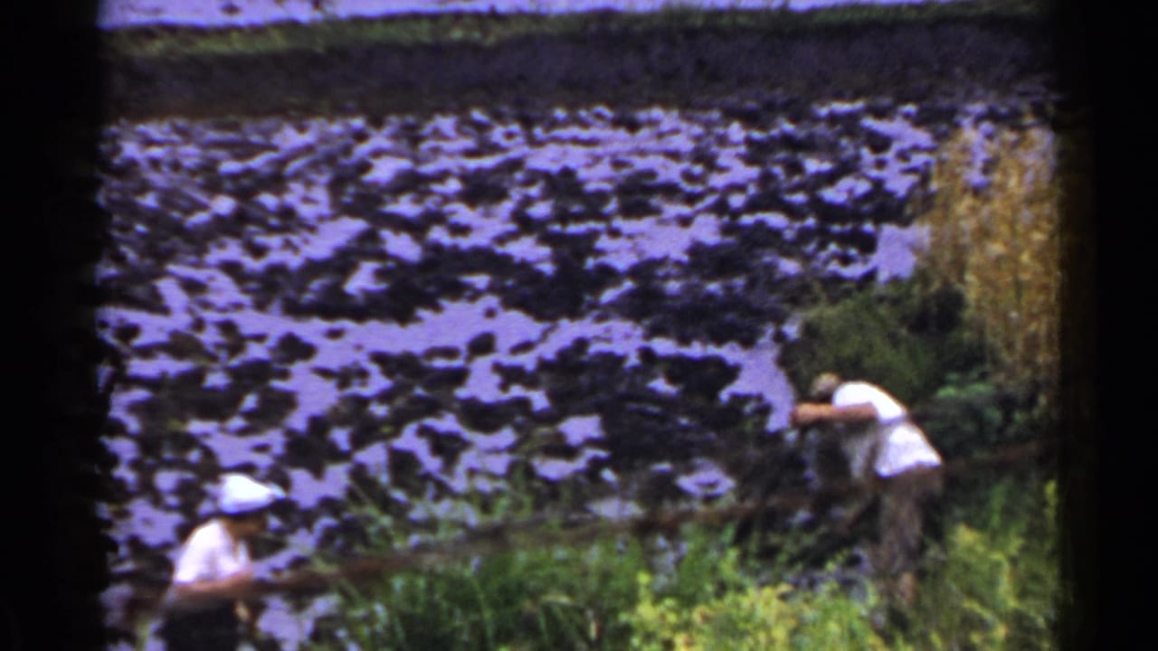 A man and woman work apart in a muddy paddy, with plants and a grassy bank around them.