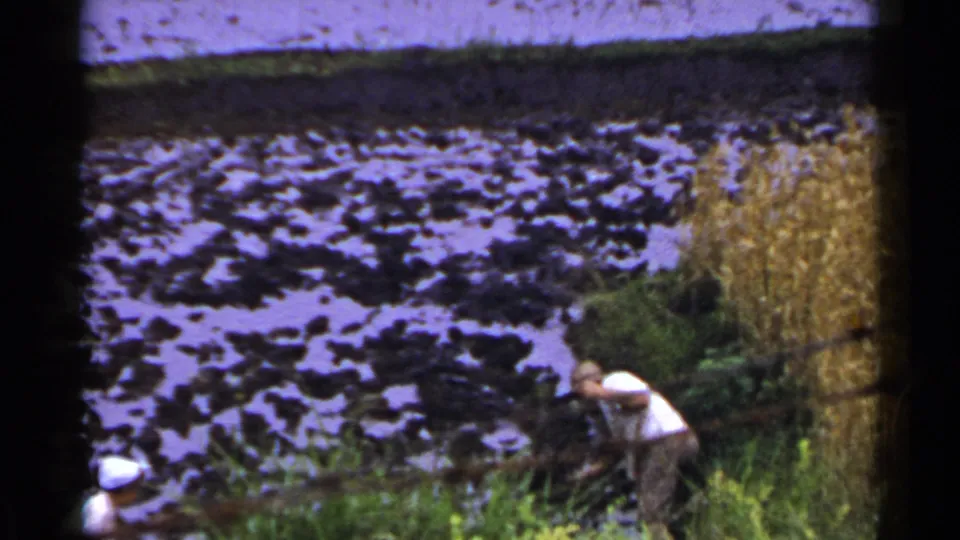 1953 Japan rural footage shows a worker bending over rice plants with another worker partly visible near the flooded field.