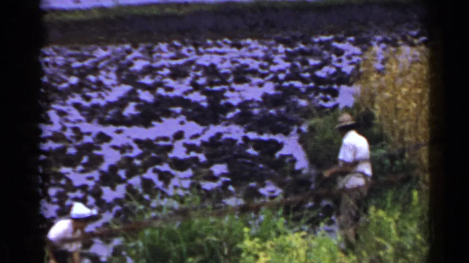 A late frame from the 1953 Japan home movie shows two adults in hats continuing field work beside flooded rice plants.
