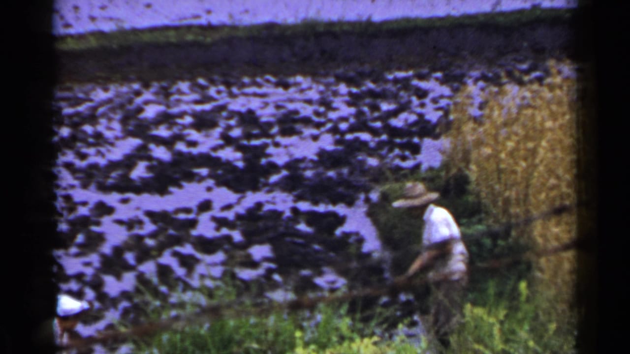 Straw-hatted farmer bends beside a flooded paddy with another white hat partly visible at lower left.