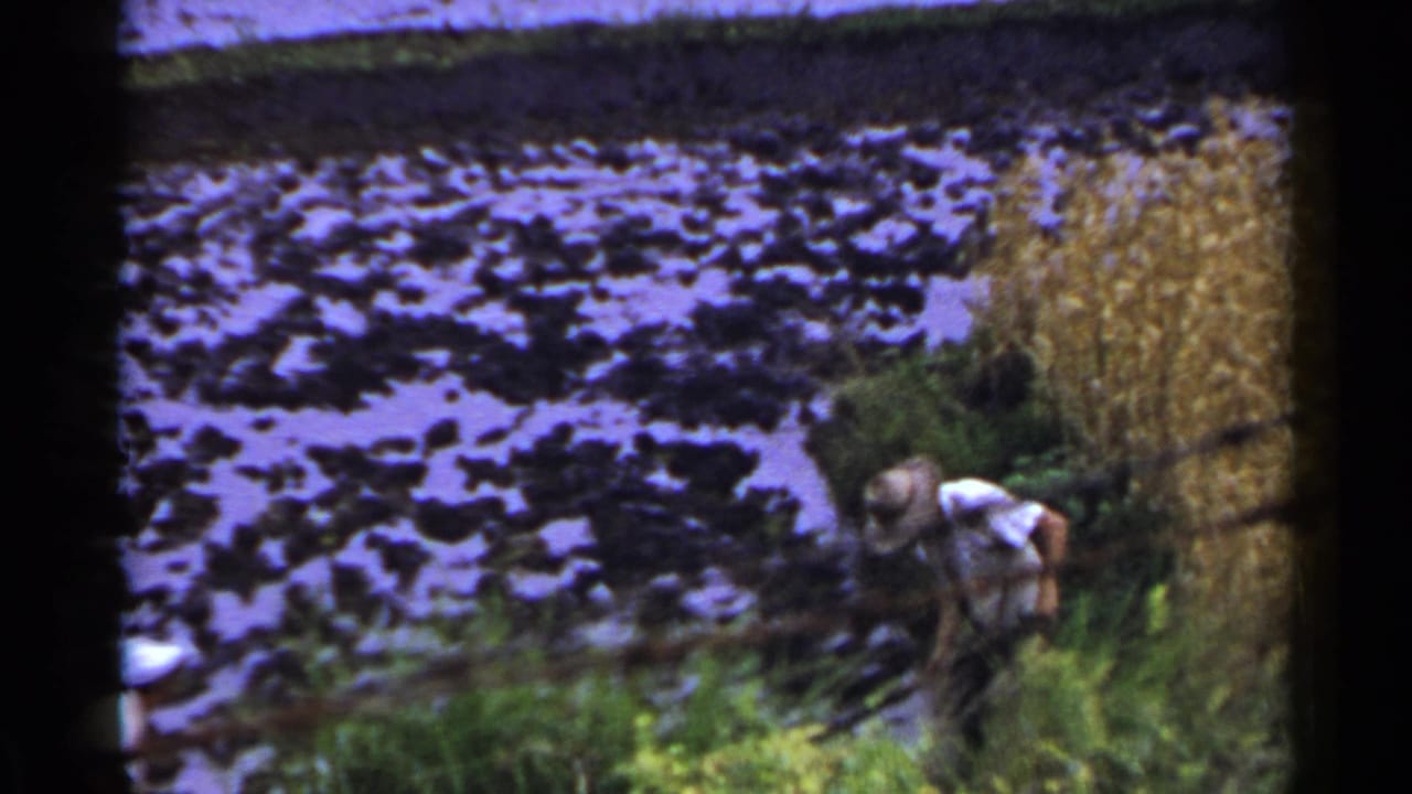 Farmer in a straw hat leans over vegetation beside a flooded paddy and dry stalks.