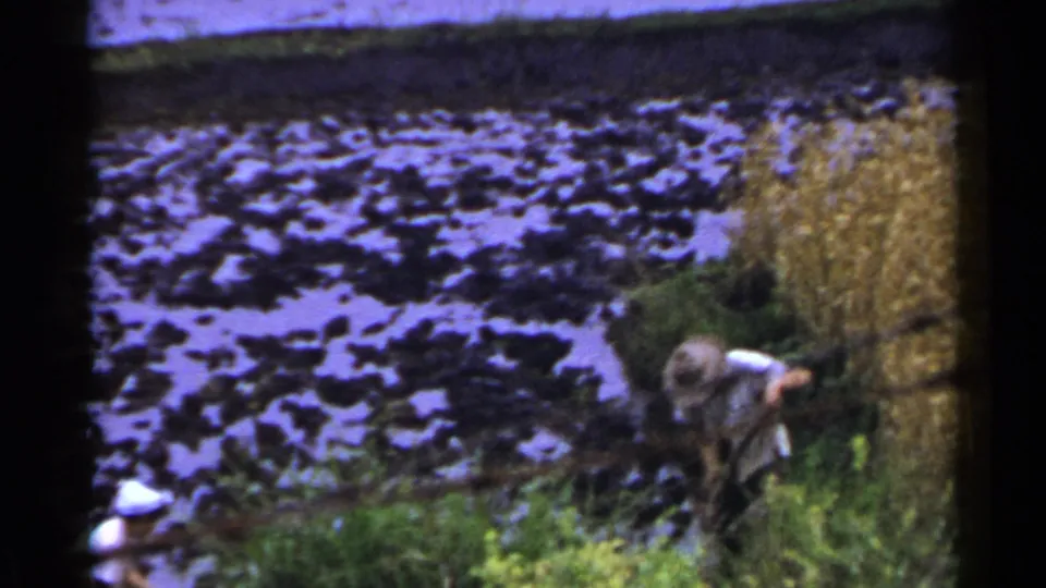 The 1953 Japan home-movie frame shows the farmer bent low at the paddy edge, with green growth in front and purple-toned water behind.
