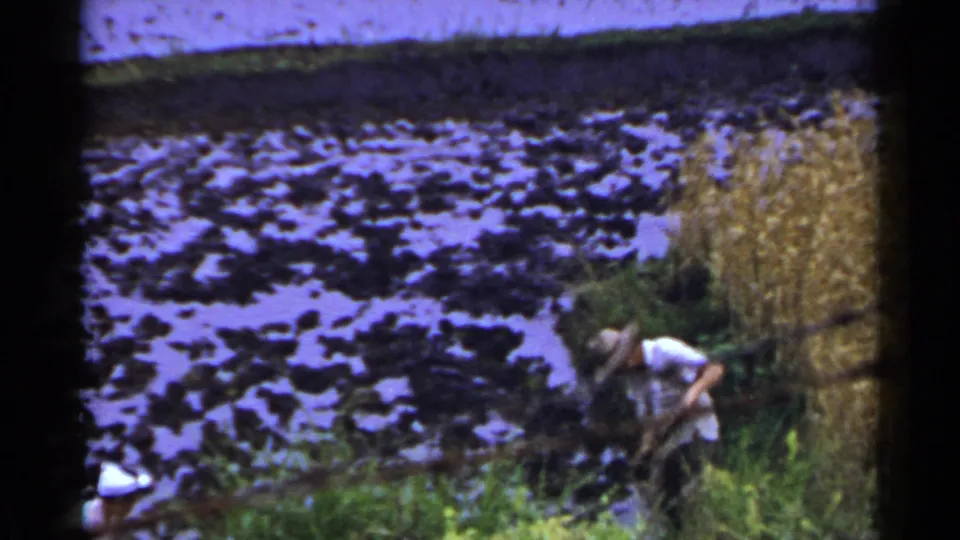 A straw-hatted farmer appears to use a hand tool at the edge of a flooded rice paddy in Japan, framed with aged 8mm color shift and grain.