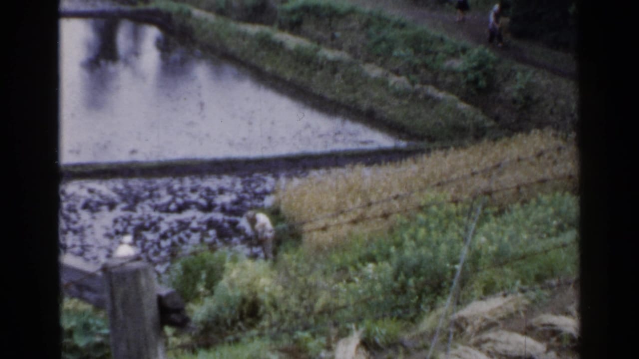 Terraced wet field beside water with vegetation and a faint distant figure.