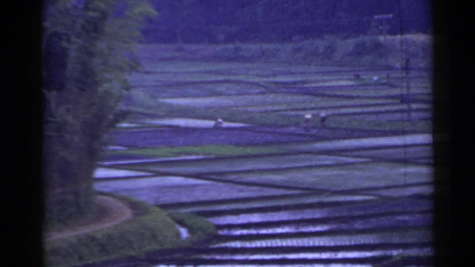 1953 Japan rural frame showing waterlogged terraced rice fields, green margins, utility poles, and tiny distant workers after rain.