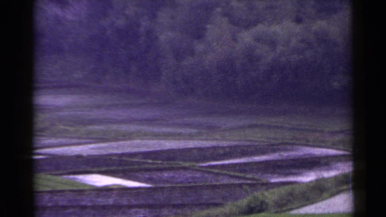 Rectangular water-filled fields and grassy borders appear beyond a dark window divider.