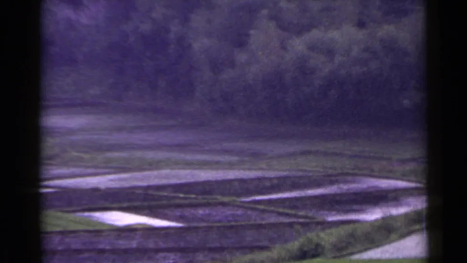 1953 Japan rural view of terraced rice paddies with reflective water, field banks, and dense trees beyond.