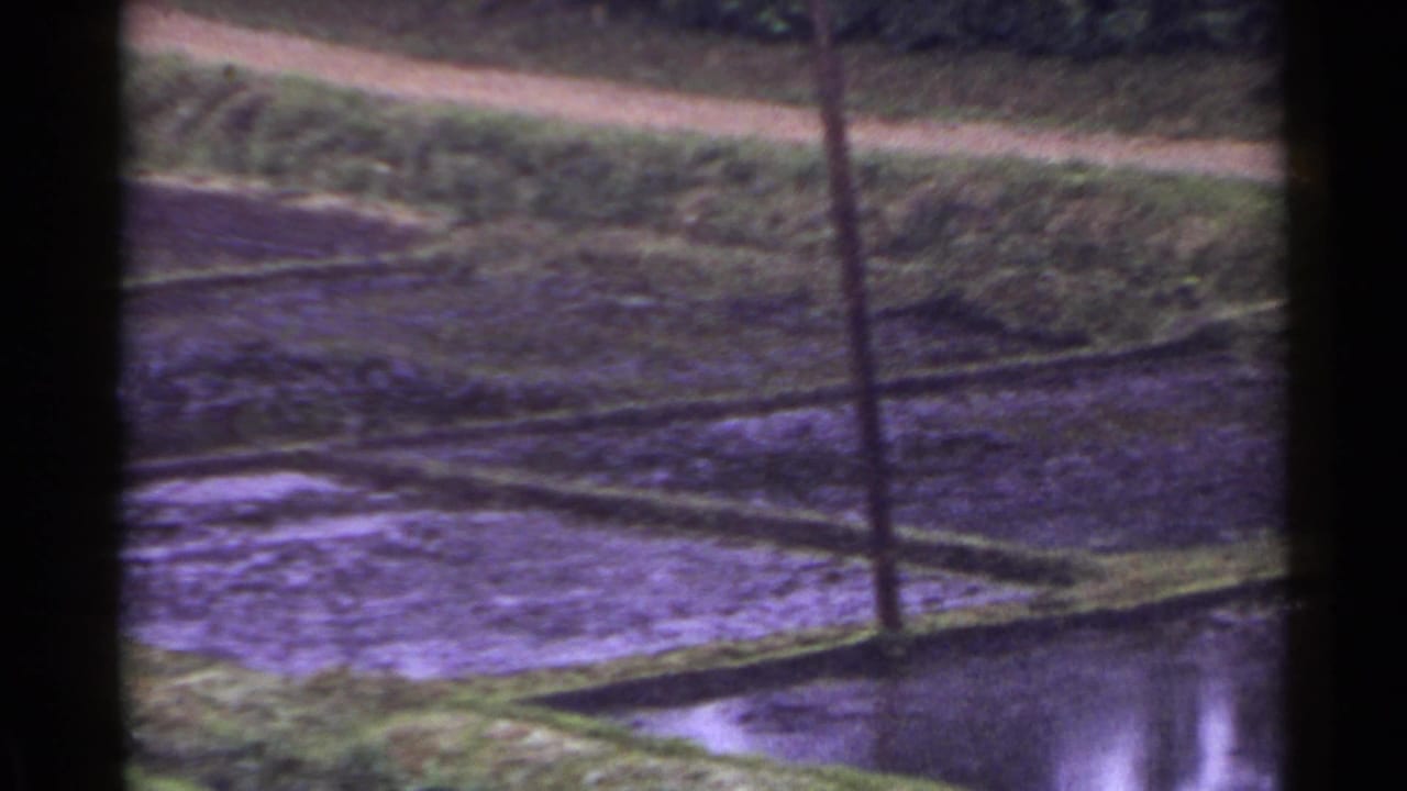 Flooded rice paddies beside a dirt path, seen through a soft 8mm frame.