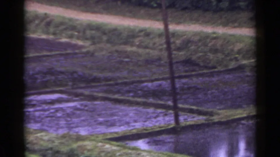 1953 Japan 8mm view of flooded terraced rice paddies with grassy banks, a dirt road, and dark field borders.