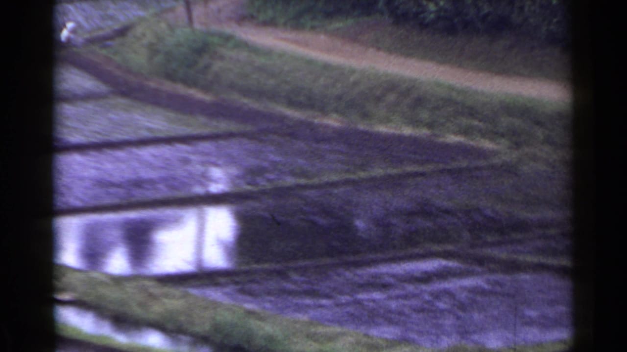 Soft 8mm frame of rural Japan paddies, with flooded plots, grassy edges, and a dirt road running behind the fields.
