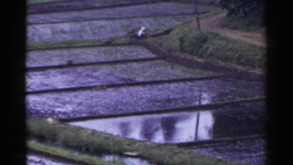 1953 Japan home-movie frame showing layered rice paddies and a distant person in light clothing near the field edge.