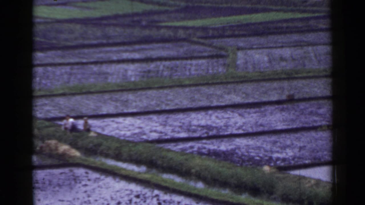 High-angle view of flooded terraced rice paddies with small workers on a narrow path.
