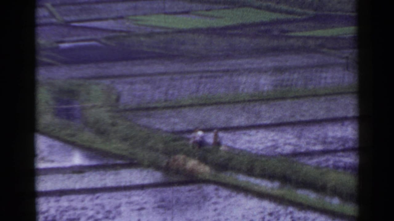 High-angle 1953 Japan home-movie view of wet terraced fields, a curving embankment, and small distant farm workers.