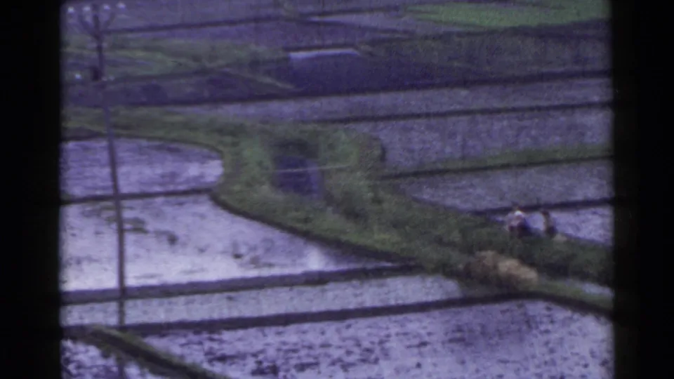 Elevated 8mm view of Japan rice paddies in 1953, showing flooded plots, raised paths, and distant workers near a field edge.