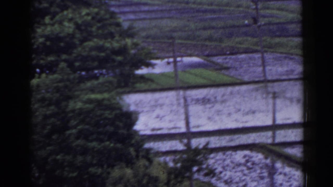 Terraced paddies, trees, and utility poles in a rural landscape.
