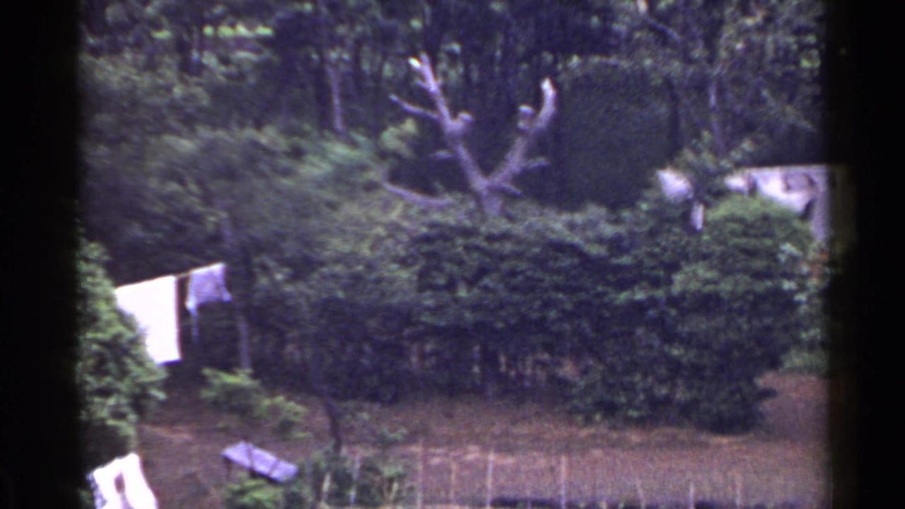 1953 Japan home-movie frame with white laundry drying beside thick hedges, trees, a bare trunk, and a roof partly visible through foliage.