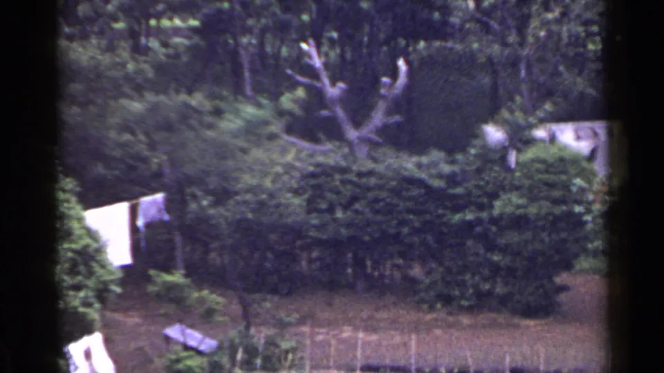 1953 Japan home-movie frame with white laundry drying beside thick hedges, trees, a bare trunk, and a roof partly visible through foliage.