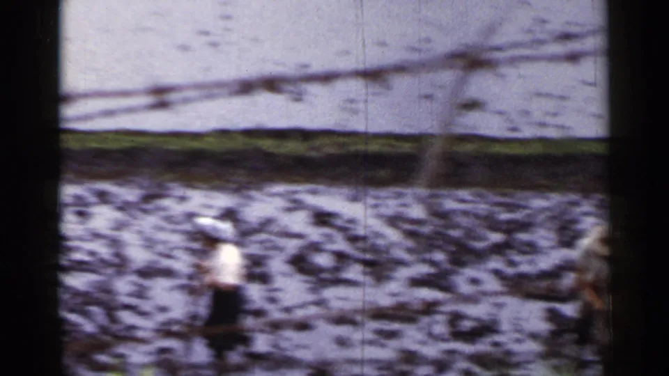 Farm workers in wide-brimmed hats appear in a muddy rice paddy, seen through soft 8mm footage from 1953 Japan.