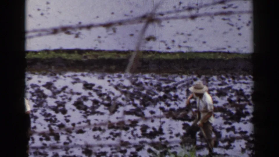 A field worker carrying a long tool moves through a muddy paddy, with another worker partly visible in 1953 Japan footage.
