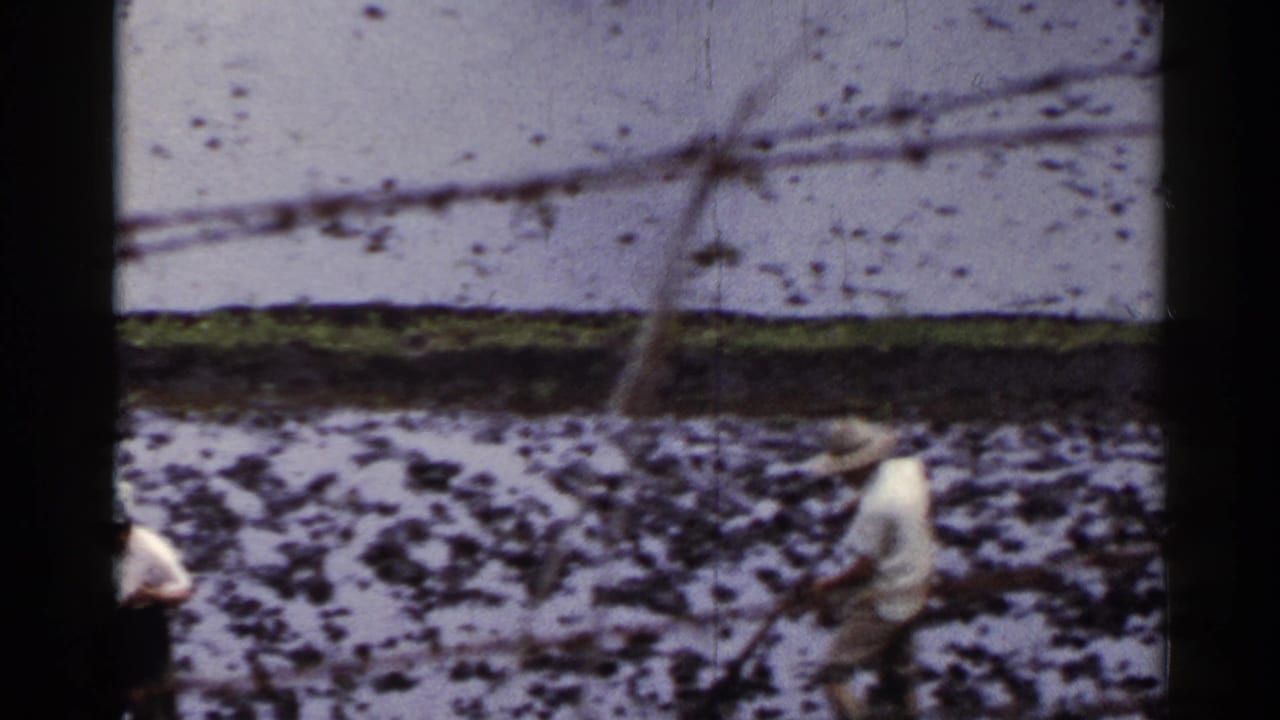 Farmer in a straw hat working in a muddy rice paddy beside standing water.