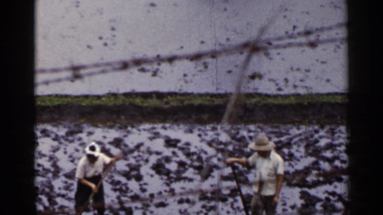 1953 Japan frame with two farmers in straw hats working among mud and standing water in a rice paddy.
