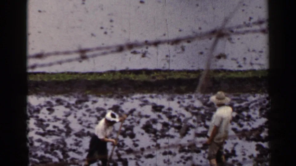 1953 Japan frame showing two farmers in straw hats crossing or working a waterlogged rice paddy.
