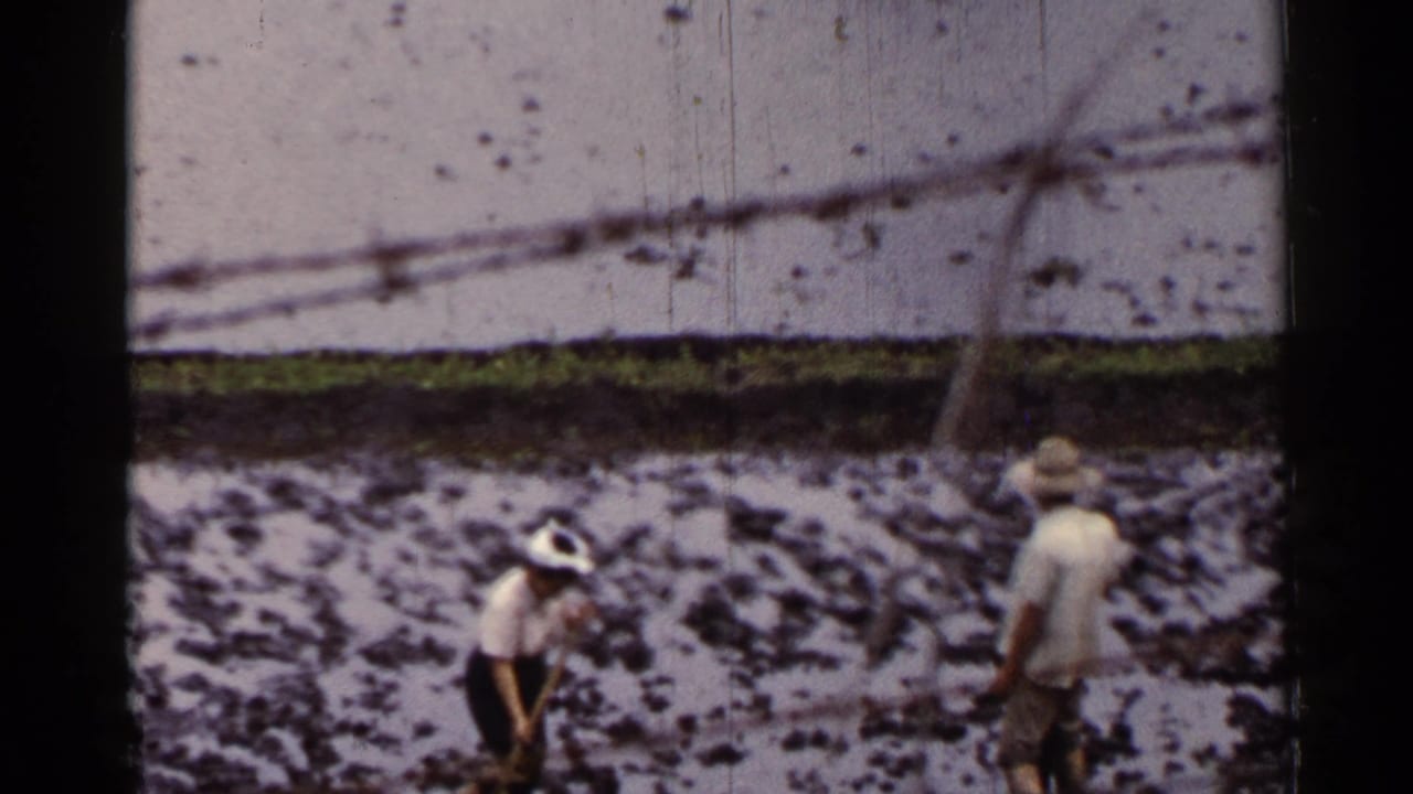 Two adults work in a muddy rice paddy with reflective water and a dark field edge behind them.