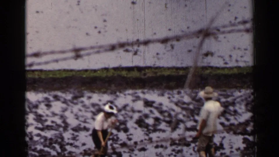 1953 Japan home-movie frame showing two adults in a flooded rice paddy, one bending with a field tool and one standing nearby.