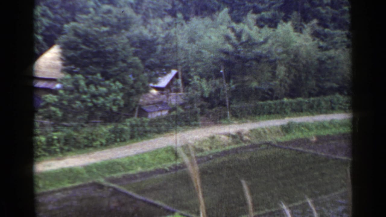 1953 Japan home-movie frame showing a dirt path above cultivated plots, dense trees, and small rural structures.