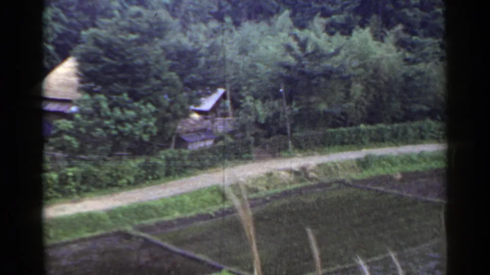 1953 Japan home-movie frame showing a dirt path above cultivated plots, dense trees, and small rural structures.