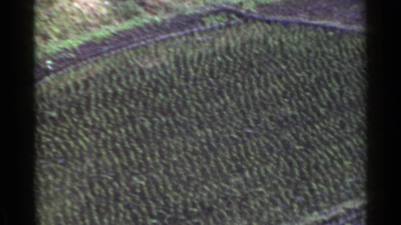 High-angle view of dense green forest with a pale road or path near the upper edge.