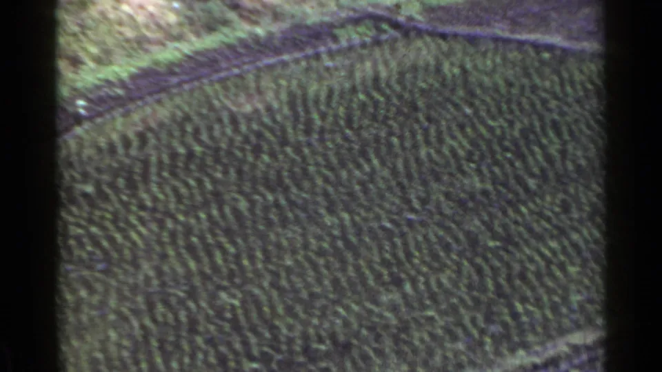 1953 Japan 8mm aerial view showing textured forest canopy with a light road or path crossing near the top of frame.