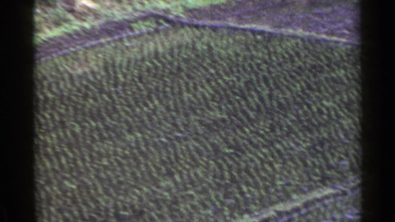 1953 Japan aerial forest view with dense tree pattern, faint pale paths, muted color, and visible 8mm frame edge.