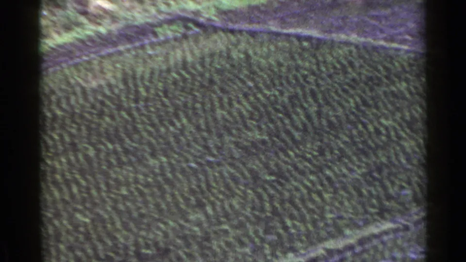 1953 Japan aerial forest view with dense tree pattern, faint pale paths, muted color, and visible 8mm frame edge.