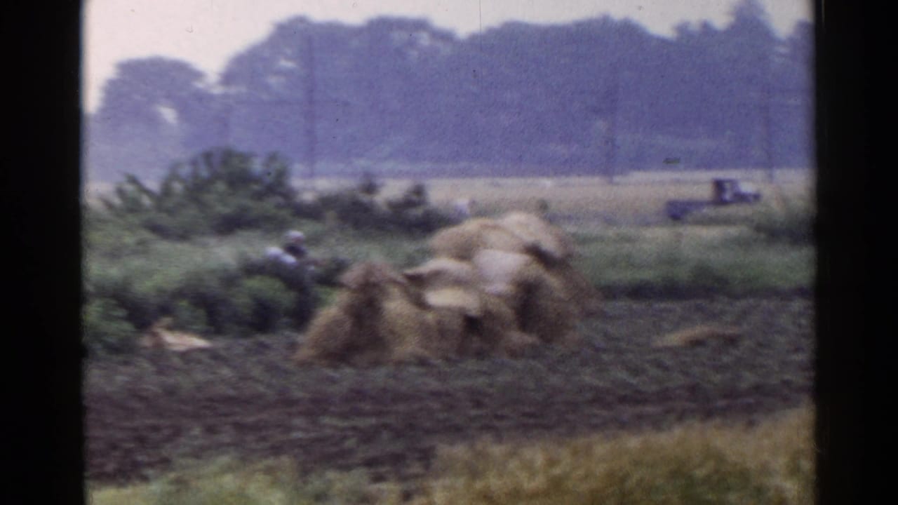 Covered field stacks, a distant person, and a small vehicle near the horizon.
