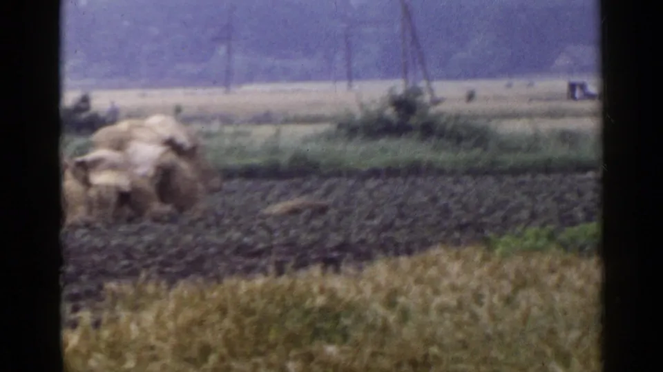 1953 Japan home-movie frame showing a covered stack at the edge of plowed soil, pale fields beyond, utility poles, and hazy trees.
