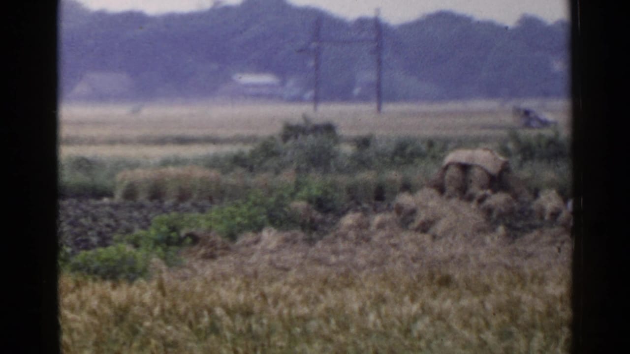 Rural field with bundled crops, utility poles, trees, and a distant car on a road.