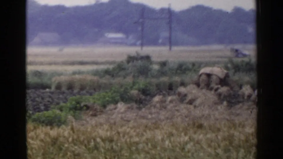 1953 Japan home-movie frame showing a harvested rural field, crop bundles, utility poles, trees, and a small distant car.