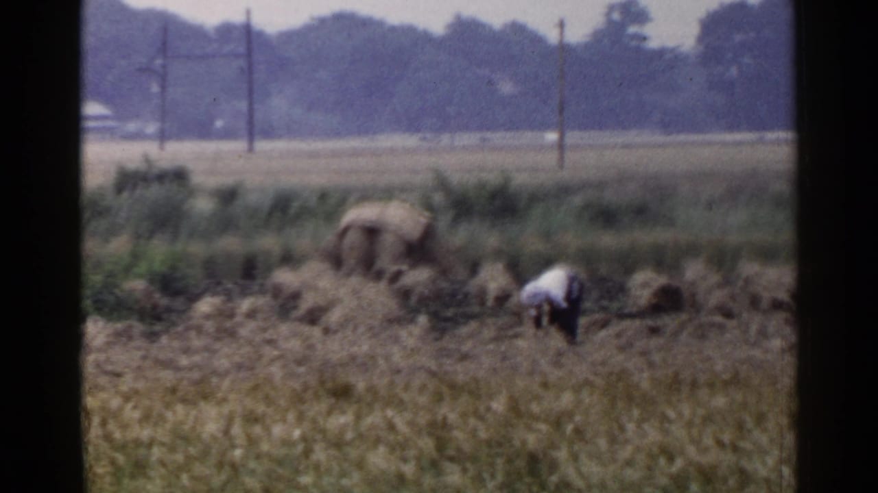 1953 Japan rural scene with a person in light clothing bending over cut crops near straw bundles and roadside utility poles.