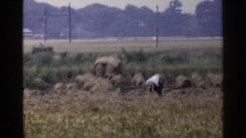 1953 Japan rural scene with a person in light clothing bending over cut crops near straw bundles and roadside utility poles.