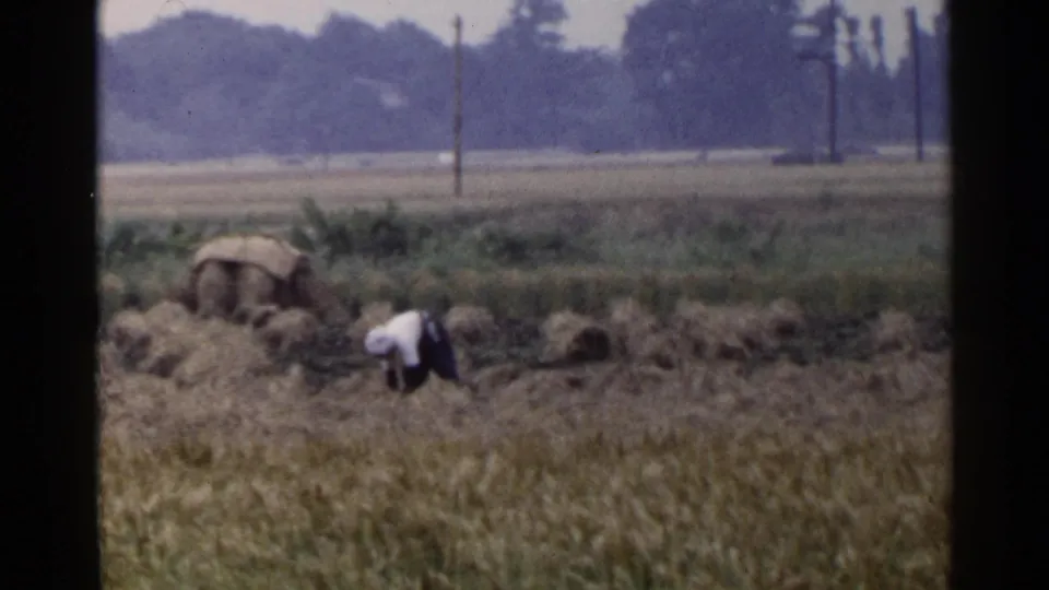 1953 Japan home-movie still of a field worker gathering cut crops beside a large bundle, with poles and trees beyond.