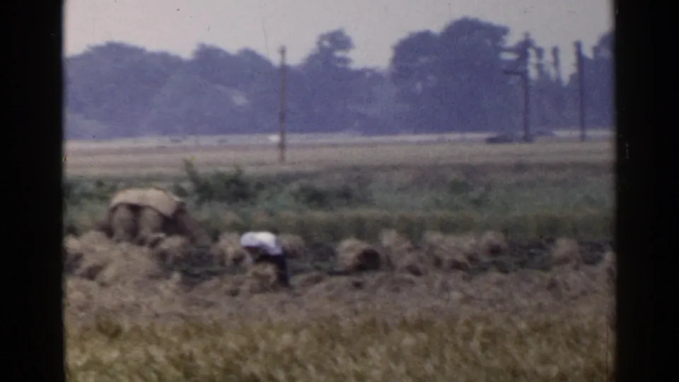 1953 Japan rural frame showing a person crouched among harvested crops, with bundled straw, utility poles, and distant trees.