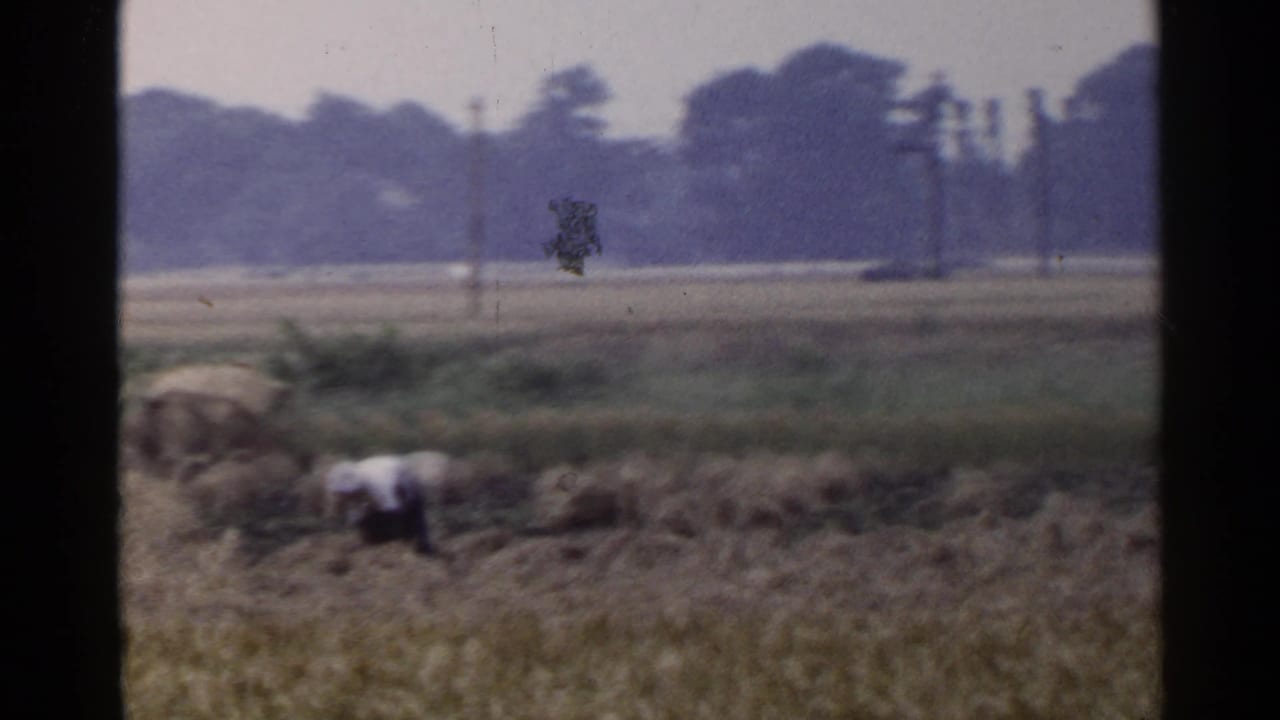 1953 Japan 8mm frame showing distant field workers bending among cereal stalks, with utility poles and a tree line in the background.