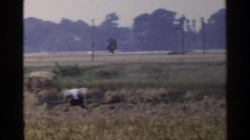 1953 Japan 8mm frame showing distant field workers bending among cereal stalks, with utility poles and a tree line in the background.