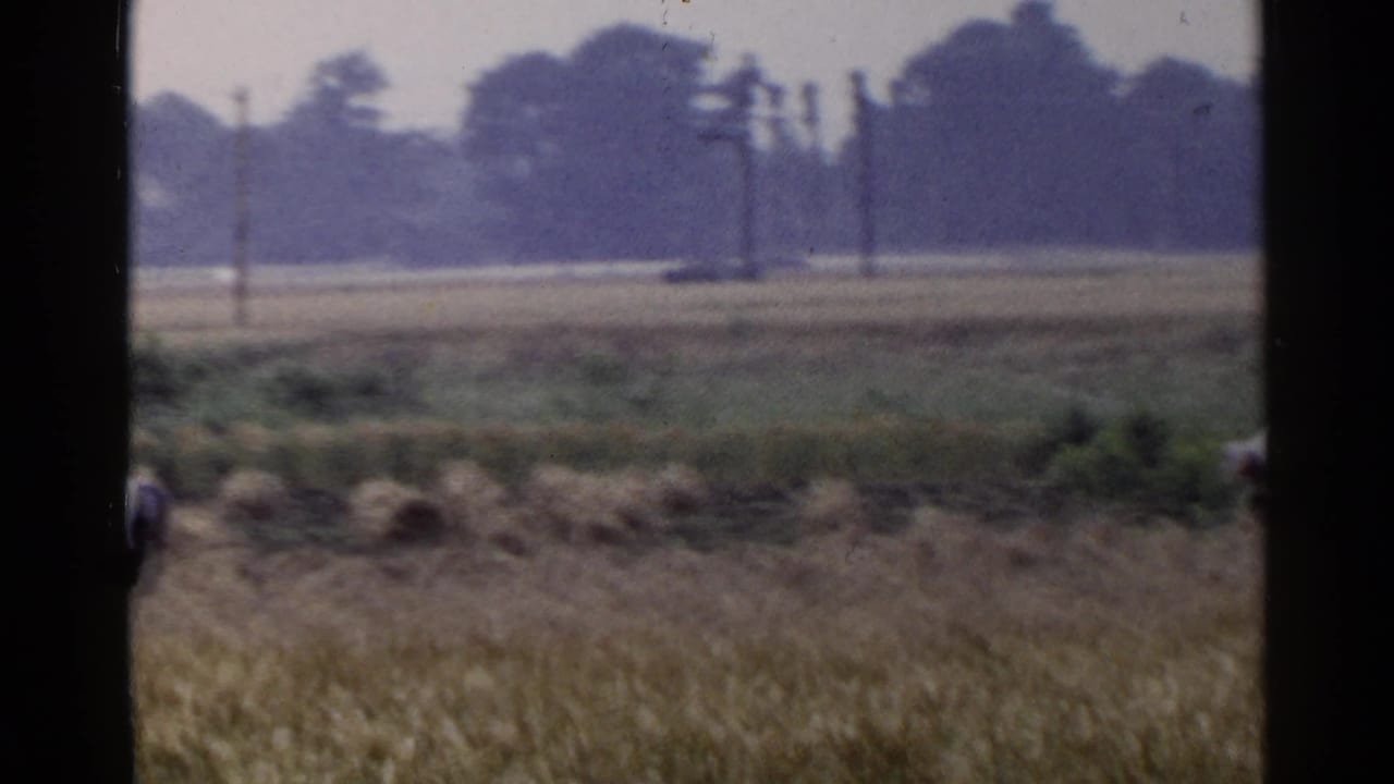 A 1953 Japan rural field view with workers low in the grass, pale shirts visible against cut crops and distant utility poles.